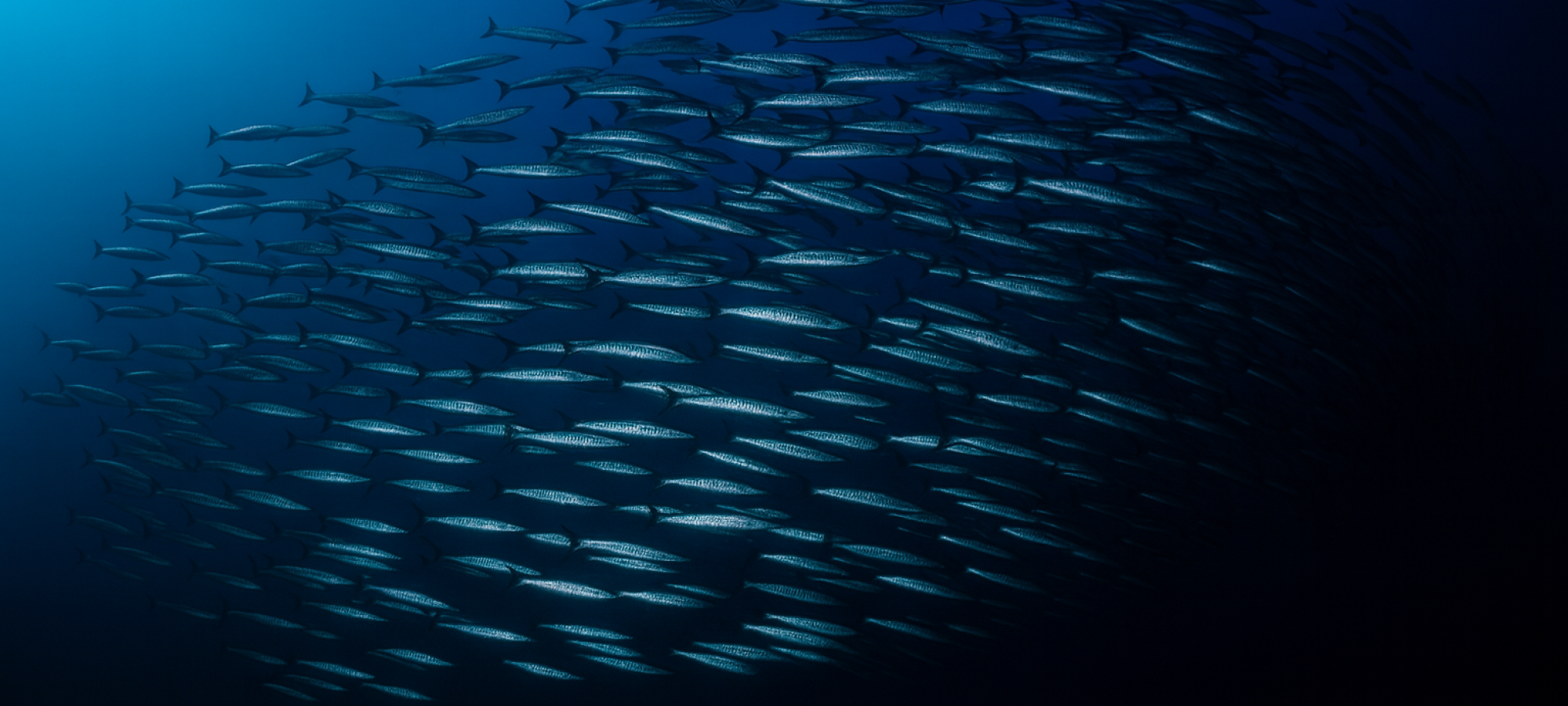 Fish ocean